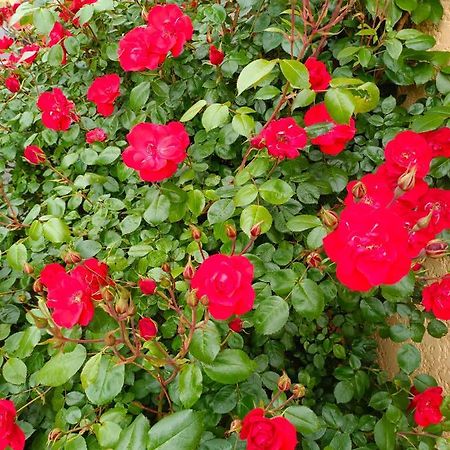 La Maison Des Roses Chadrac Buitenkant foto