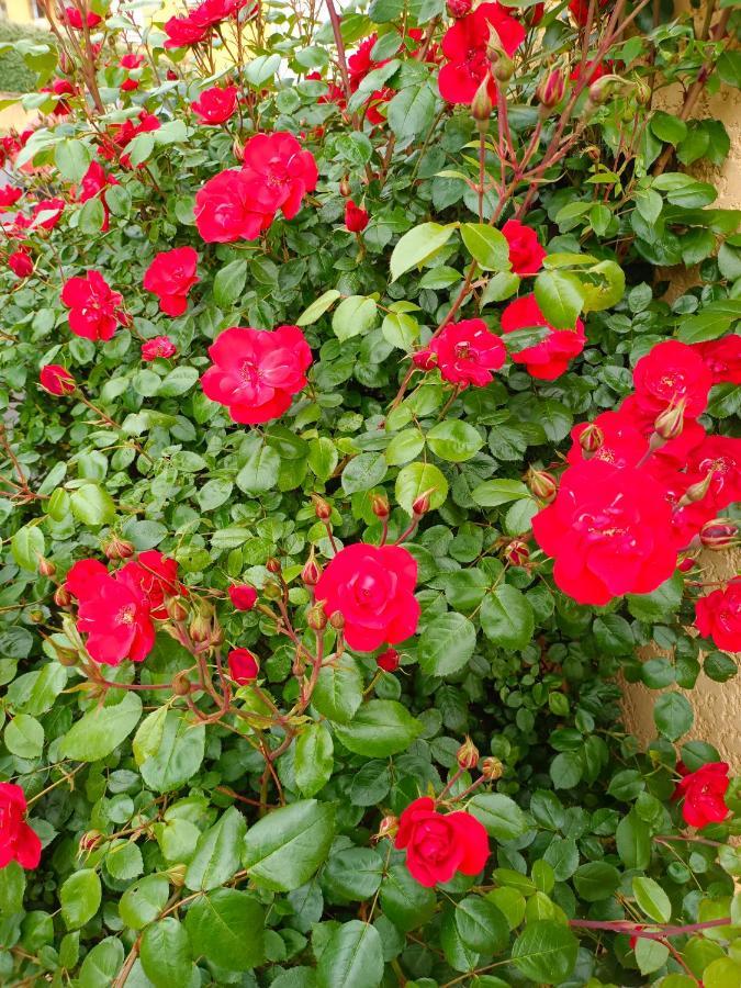 La Maison Des Roses Chadrac Buitenkant foto